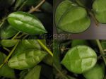 ././Photos/Feuillage/Hoya=H-I-J-K-L/Mini/HlacAG06-leaf.jpg