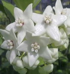 albiflora-LF01.jpg