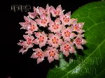 ././Photos/Fleur/03Rose/Mini/camphorifolia1.jpg