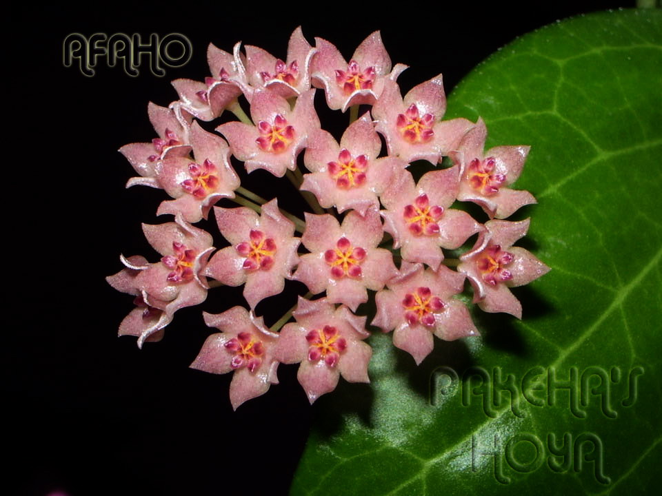 camphorifolia1.jpg