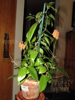 ././Photos/Plantes/Hoya_D-E-F-G/Mini/20fitch-IMG_2443.jpg