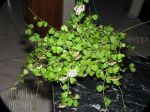 ././Photos/Plantes/Hoya_H-I-J-K-L/Mini/01kanyaku-IMG_5775.jpg