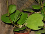 ././Photos/Plantes/Hoya_H-I-J-K-L/Mini/15kerrii-IMG_6539.jpg
