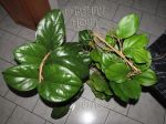 ././Photos/Plantes/Hoya_H-I-J-K-L/Mini/20lambii-IMG_1253.jpg