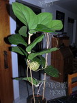 ././Photos/Plantes/Hoya_H-I-J-K-L/Mini/20lambiiT-IMG_0839.jpg