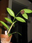././Photos/Plantes/Hoya_H-I-J-K-L/Mini/23lobB-IMG_9168.JPG