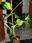 ././Photos/Plantes/Hoya_H-I-J-K-L/Mini/IMG_1734-kerrYS.jpg