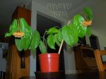 ././Photos/Plantes/Hoya_H-I-J-K-L/Mini/IMG_1936-lasiantha.JPG