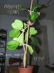 ././Photos/Plantes/Hoya_H-I-J-K-L/Mini/IMG_3445-kerrYS.jpg