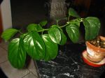 ././Photos/Plantes/Hoya_H-I-J-K-L/Mini/IMG_6584-lasiantha.JPG