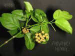 ././Photos/Plantes/Hoya_H-I-J-K-L/Mini/IMG_6755-lasiantha.JPG