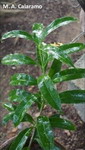 ././Photos/Plantes/Hoya_H-I-J-K-L/Mini/irisiaeMAC.jpg