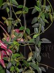 ././Photos/Plantes/Hoya_M-N-O/Mini/02microphylla11a.jpg