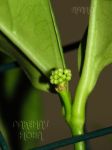 ././Photos/Plantes/Hoya_M-N-O/Mini/03b02-IMG_9383-narciss.jpg
