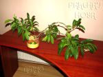 ././Photos/Plantes/Hoya_M-N-O/Mini/03multifl-IMG_0082.jpg