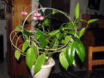././Photos/Plantes/Hoya_M-N-O/Mini/05macgill-IMG_0828.jpg
