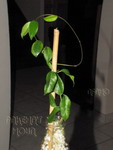././Photos/Plantes/Hoya_M-N-O/Mini/05megalan-IMG_7163.jpg