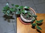 ././Photos/Plantes/Hoya_M-N-O/Mini/05nyhuu-IMG_7062.jpg