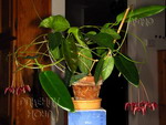././Photos/Plantes/Hoya_M-N-O/Mini/05onyIML-IMG_0324a.jpg