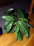 ././Photos/Plantes/Hoya_P-Q-R/Mini/01pubSS-IMG_0191.jpg