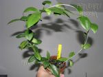 ././Photos/Plantes/Hoya_P-Q-R/Mini/18poo-IMG_2474.jpg