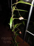 ././Photos/Plantes/Hoya_S-T-U-V-W/Mini/01B05-SML03-IMG_2934.jpg