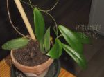 ././Photos/Plantes/Hoya_S-T-U-V-W/Mini/20siarY-IMG_1386.jpg
