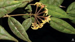 ././Photos/Plantes/Hoya_S-T-U-V-W/Mini/urniflora01.jpg