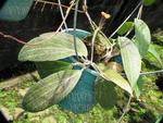 ././Photos/Plantes/Hoya_Z-sp/Mini/20Peach-IMG_0973.jpg