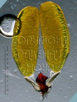 ././Photos/Pollinaria/Groupe03/SousGroupe03B05/Mini/03B05-mappiBo01c.jpg