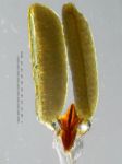 ././Photos/Pollinaria/Groupe04/SousGroupe04C05/Mini/04C05-fungii01c.jpg