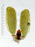 ././Photos/Pollinaria/Groupe04/SousGroupe04E03a/Mini/04E03a-SbhAG0824-03c.jpg