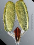 ././Photos/Pollinaria/Groupe04/SousGroupe04F01/Mini/04F01-austrT01d.jpg