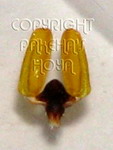 ././Photos/Pollinaria/Groupe04/SousGroupe04F03/Mini/04F03-magnif02a.jpg