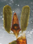 ././Photos/Pollinaria/Groupe05/SousGroupe05B04/Mini/05B04-ruthiae01e.jpg
