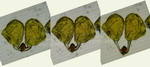 ././Photos/Pollinaria/Groupe05/SousGroupe05D01/Mini/Poll-manipur01c.jpg