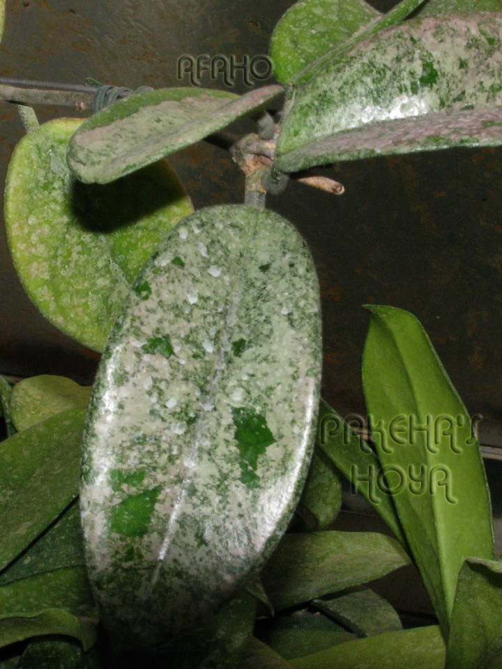 Hoya carnosa wilbur graves фото