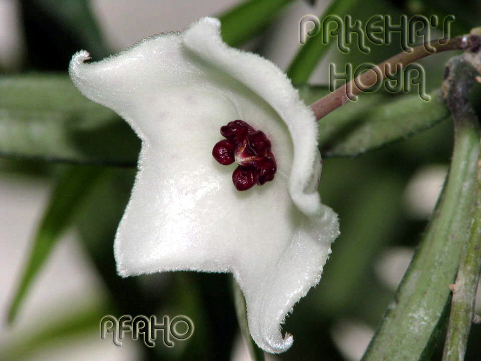 pauciflora1.jpg