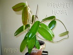 ././Photos/Plantes/Hoya_M-N-O/Mini/IMG_6659-NVizca.jpg